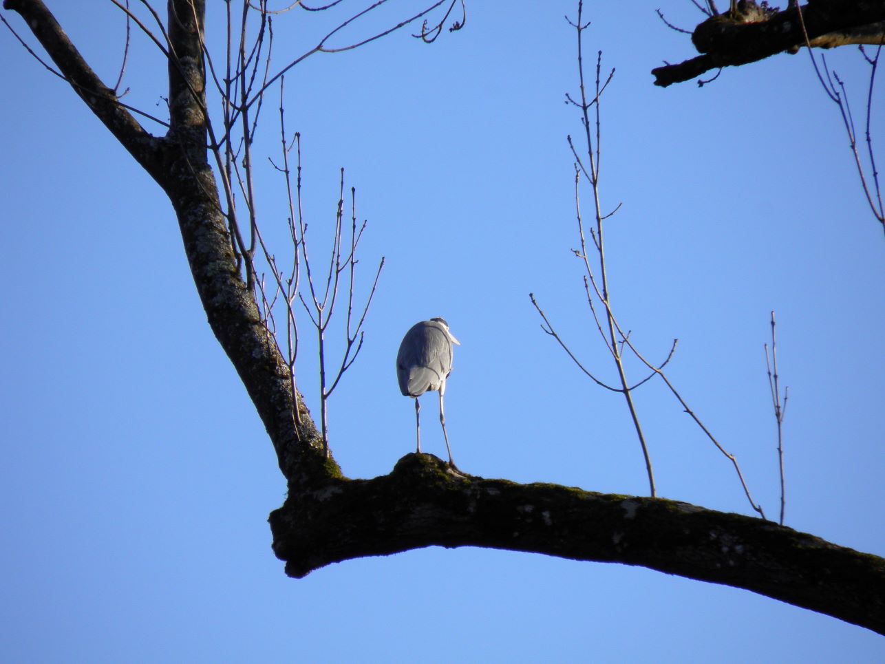 Graureiher sind die größten Vögel, die man regelmäßig in Kemnat antrifft.