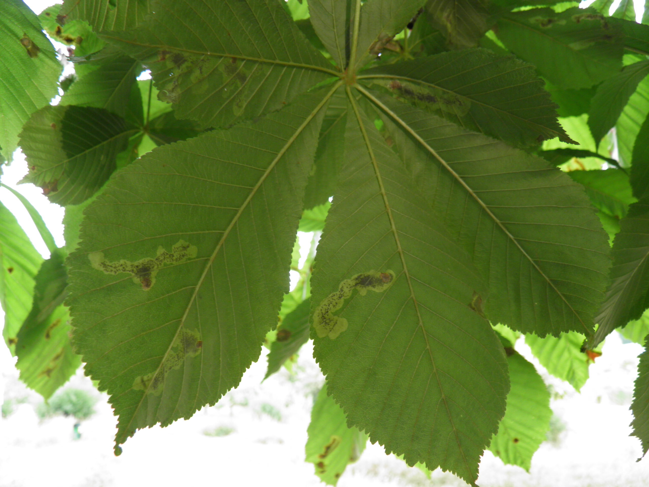 Fraßspuren der Miniermotte in einem Kastanienblatt