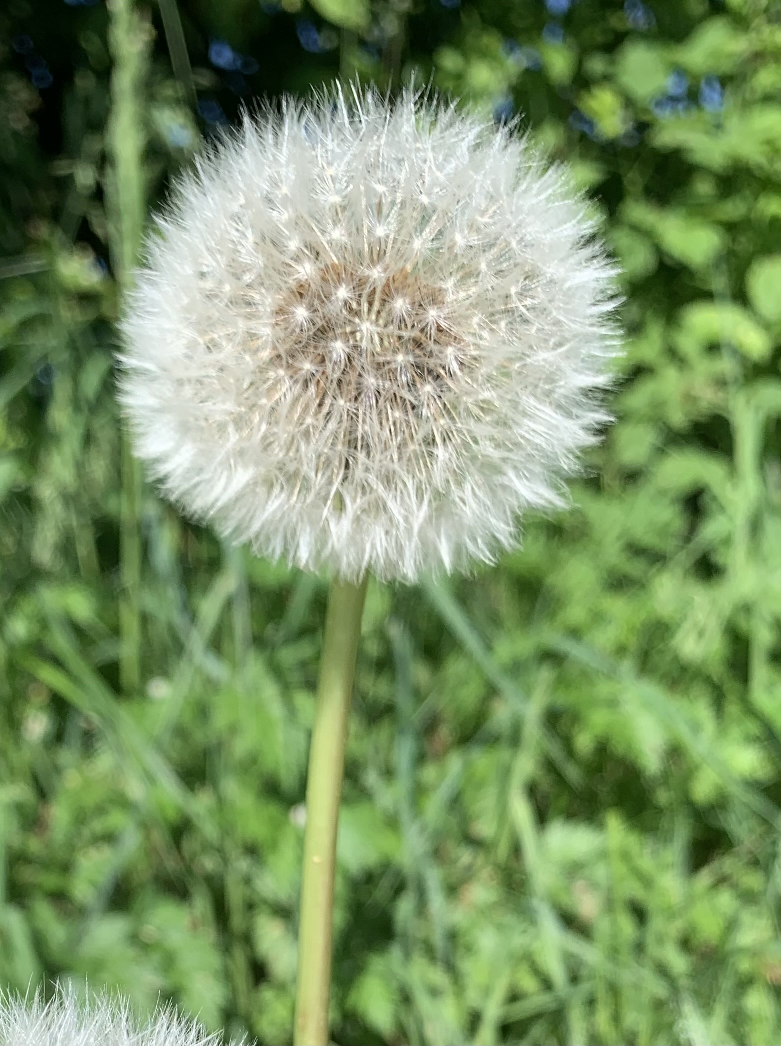 Löwenzahn - die klassische Pusteblume (Bild: Eva Harsch)